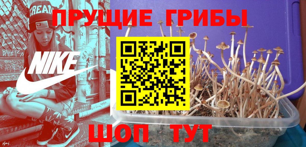 Кумертау  где продают наркотики  Вход с VPN  Псилоцибиновые грибы Psilocybe  Галлюциногенные грибы прущие грибы 